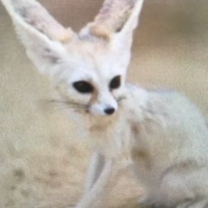 Meet your Posher, Annabel